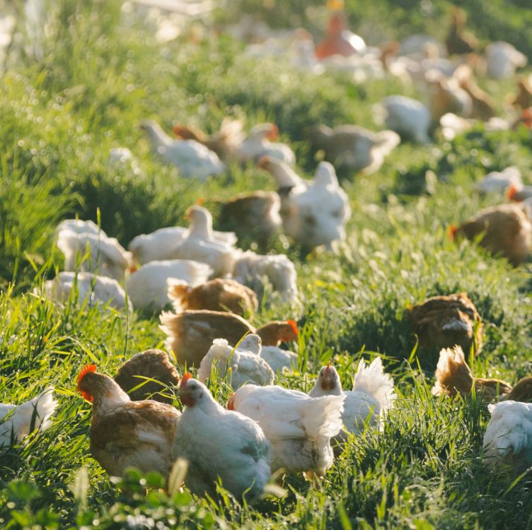 Sustainable Farming with Chickens