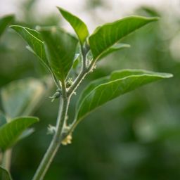 Ashwagandha, Alcohol-Free