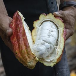 Organic Dark Hot Chocolate Mix