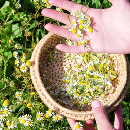Organic Botanical Blend Tea, Chamomile Medley