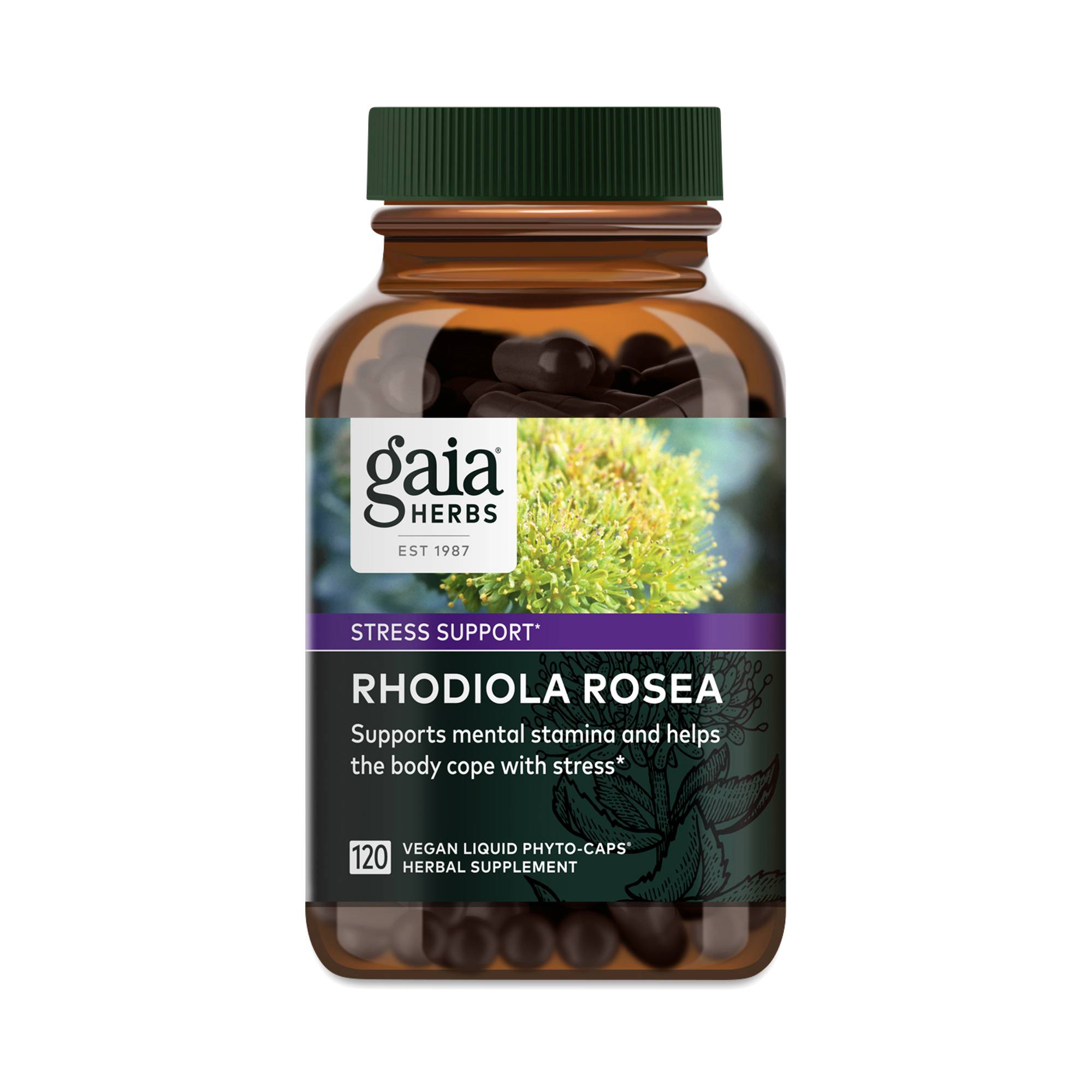 Rhodiola Rosea
