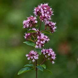 Oregano Spirits
