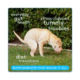 Probiotics with Prebiotics for Dogs, Digestive Support & Gut Health