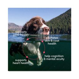 Wild Caught 100% Sockeye Salmon Oil, Skin & Coat Supplement for Dogs & Cats