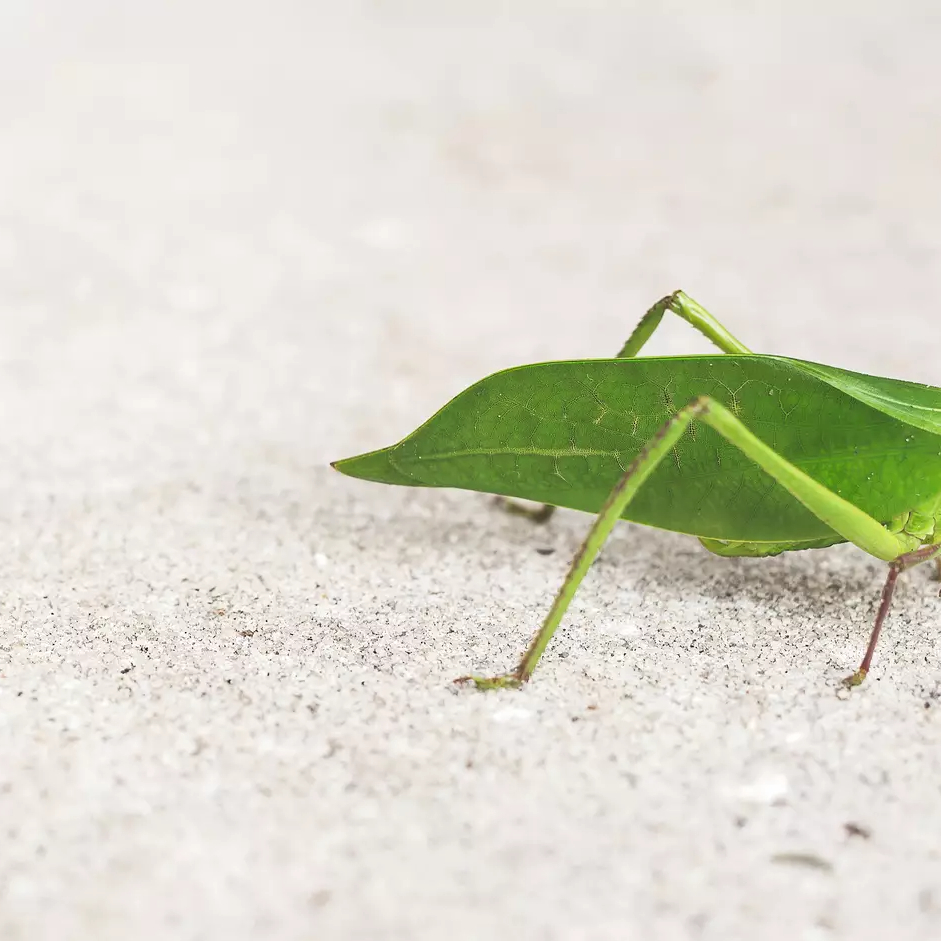 Fruit Fly Trap by Aunt Fannie's | Thrive Market