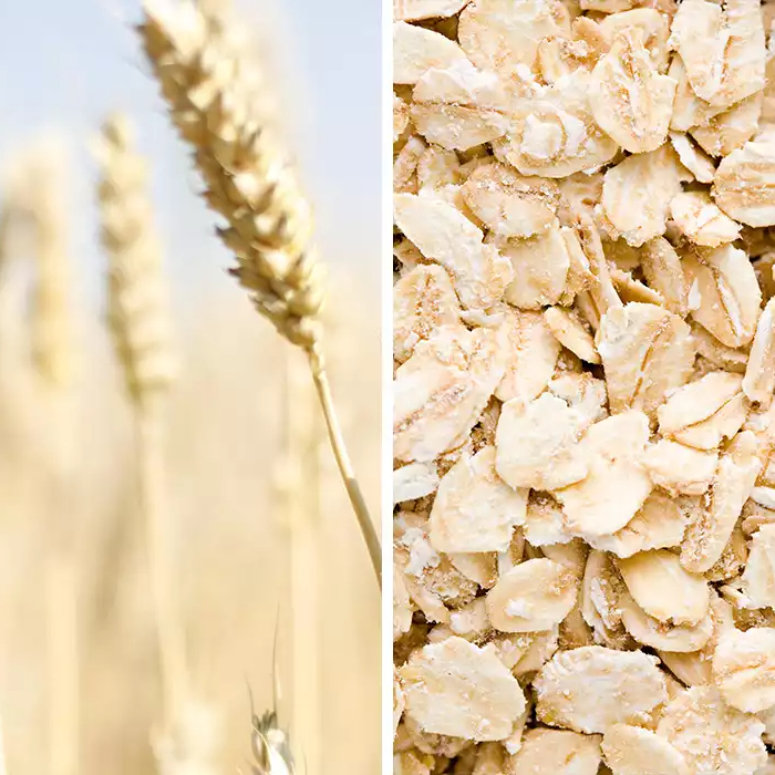 Ezekiel 4:9 Sprouted Whole Grain Bread