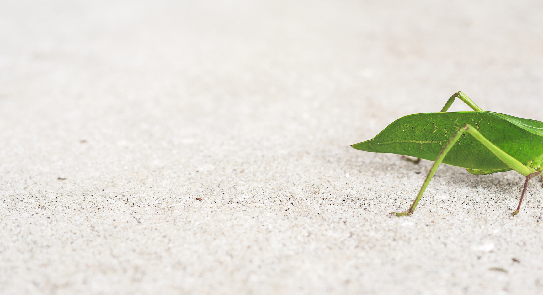 Thrive Insects Bug Out: Why Insects Might Be The Next Superfood | Thrive Market
