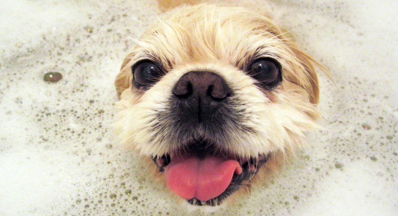 how often do puppies need how often do dogs cats really need baths thrive market how often do puppies need how often do dogs cats really need baths thrive market