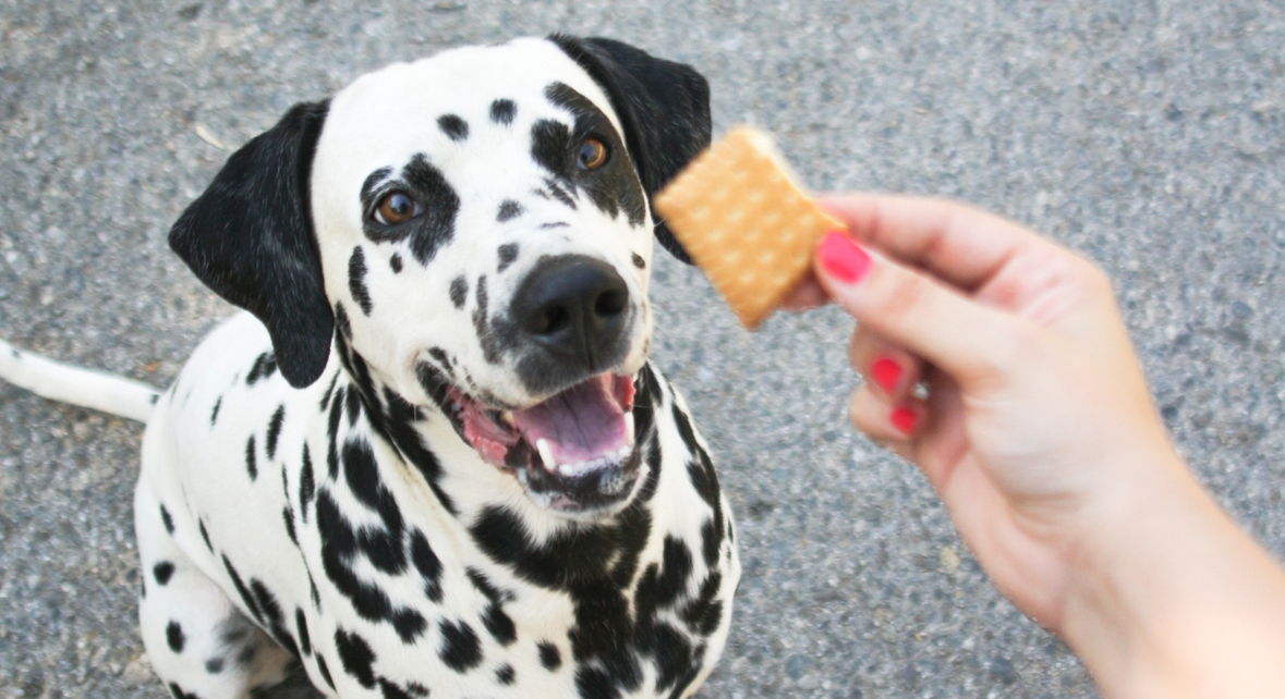 Dog with treat