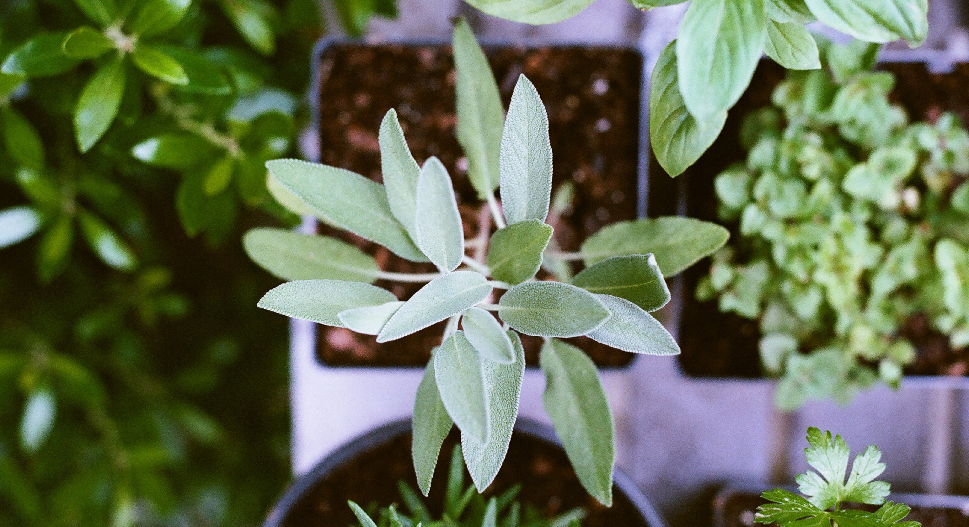 Herb garden