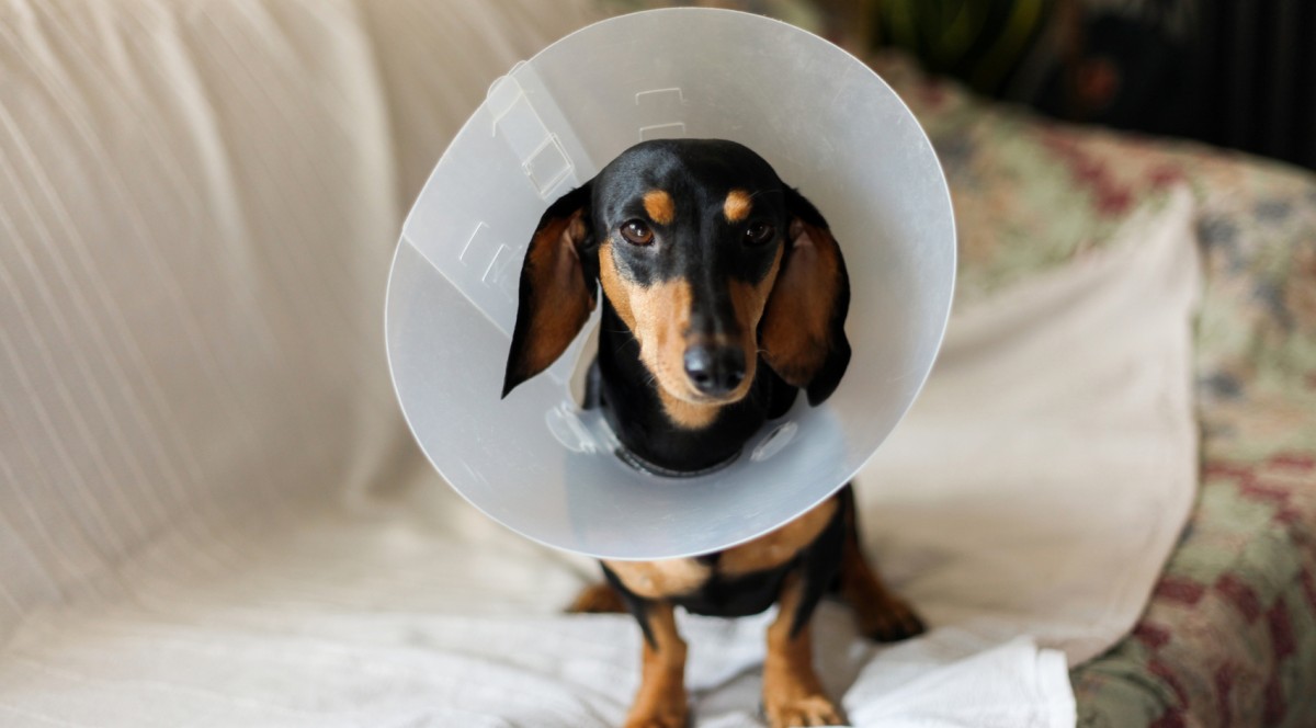 Compare Cheap Pet Insurance Quotes Compare The Market Compare Cheap Pet Insurance Quotes Compare The Market
