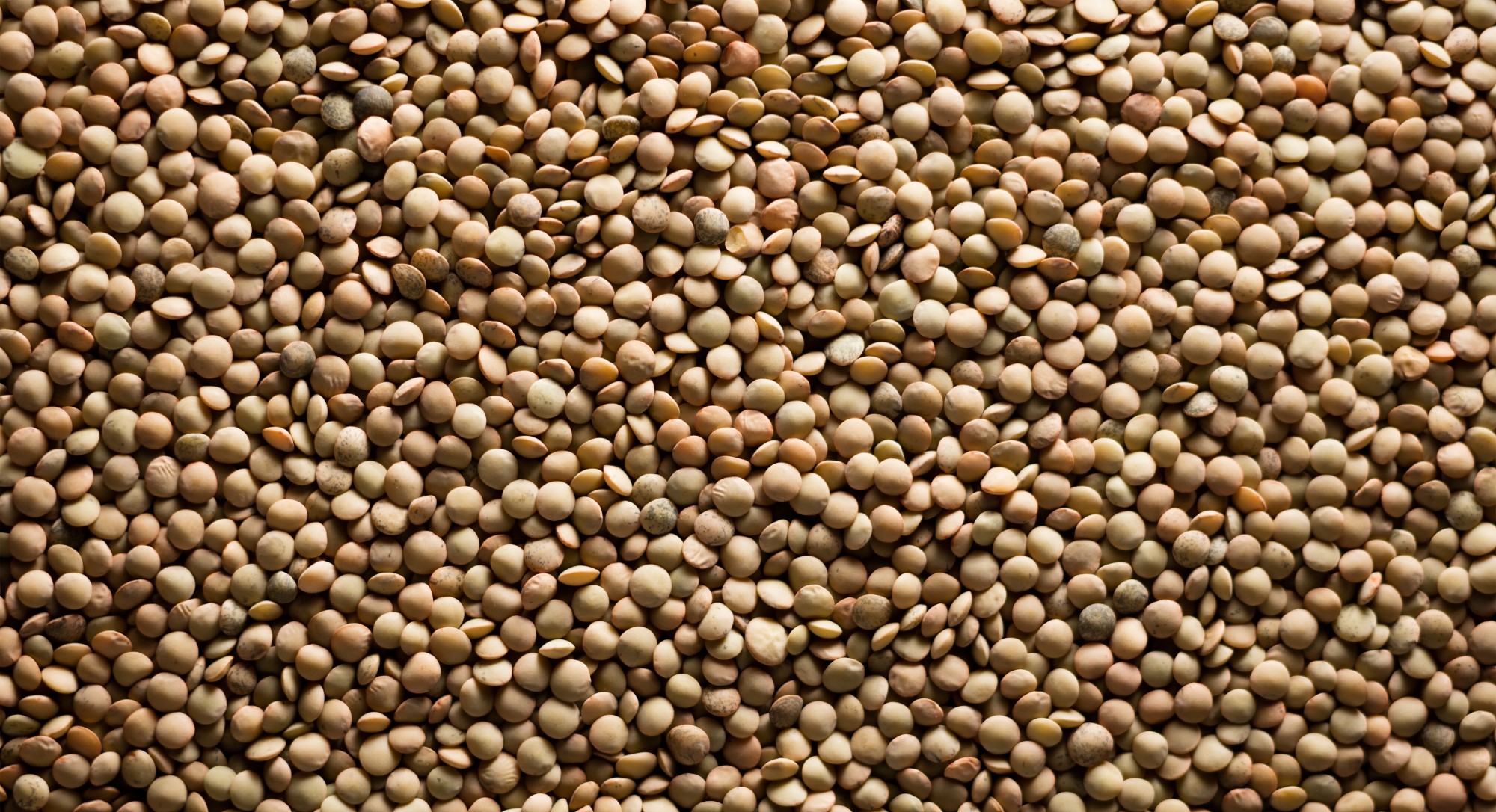 Чечевица высев. Посадка гороха. Насечка чечевица. Декада посева чечевицы. Чечевица.