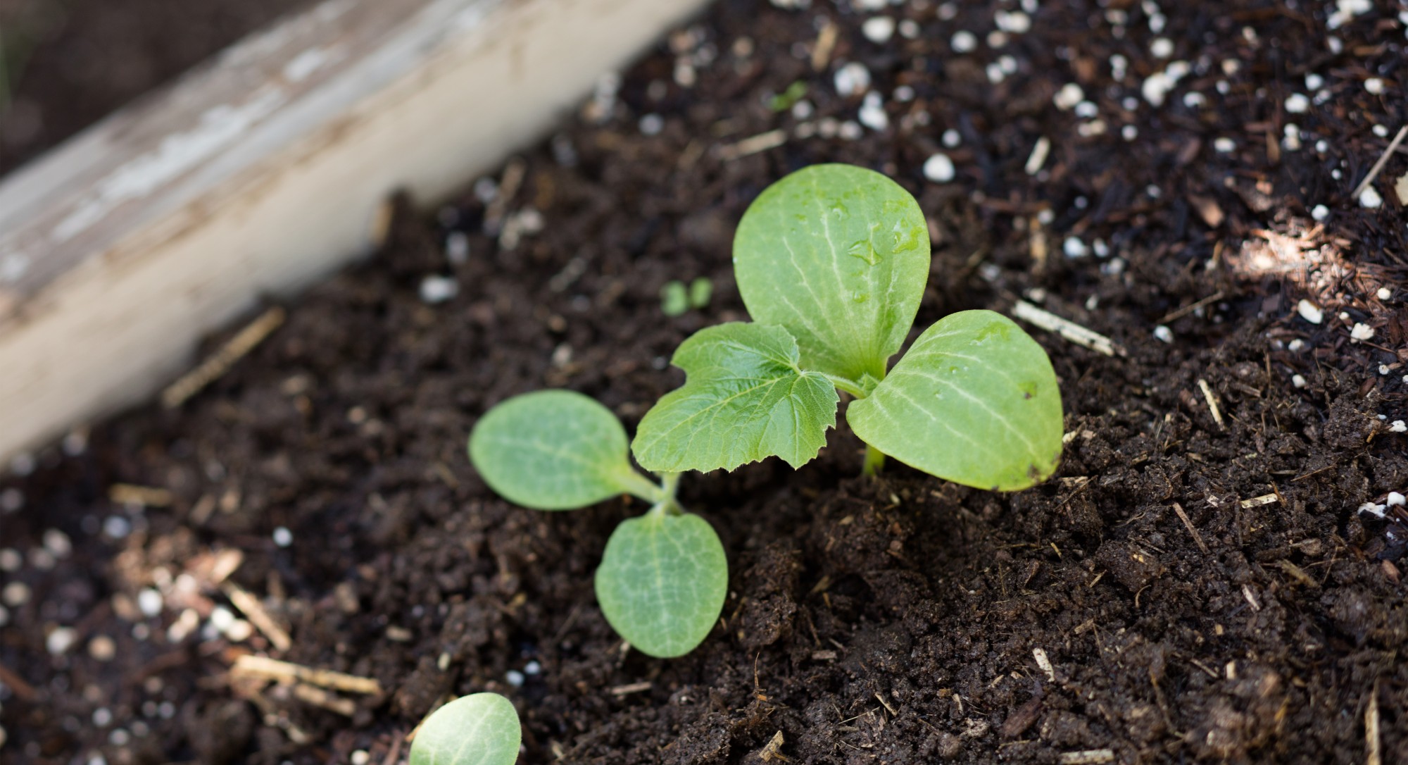How to Compost Thrive Market