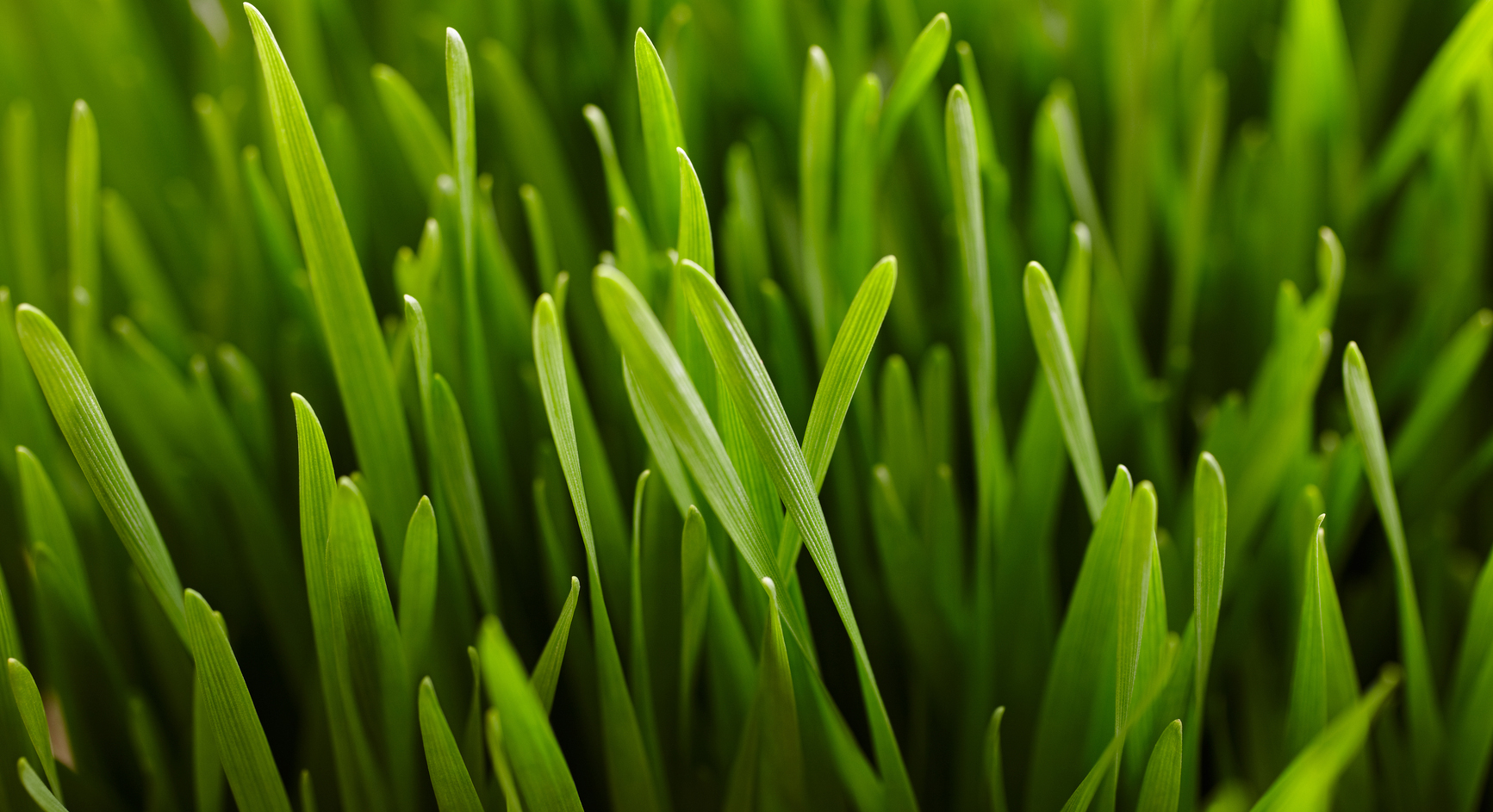 Is Wheatgrass All It's Cracked Up To Be? Thrive Market