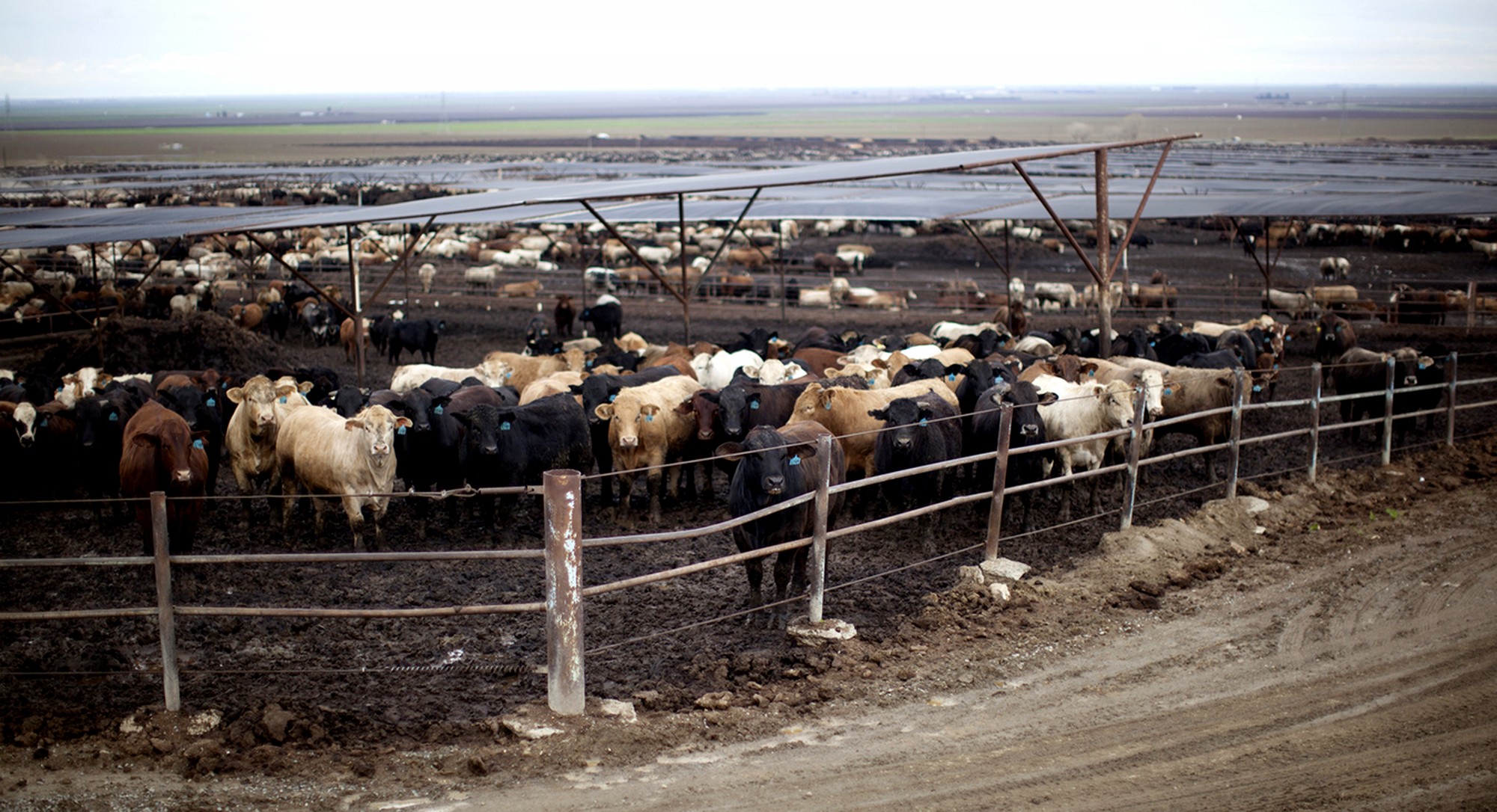 The Real Difference Between FactoryFarmed & GrassFed Meat Thrive