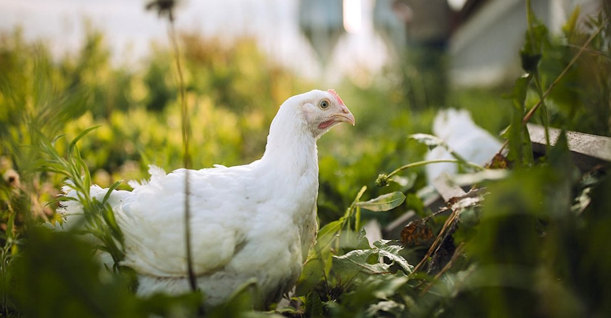 Produce industry housewares for fish, birds and animals