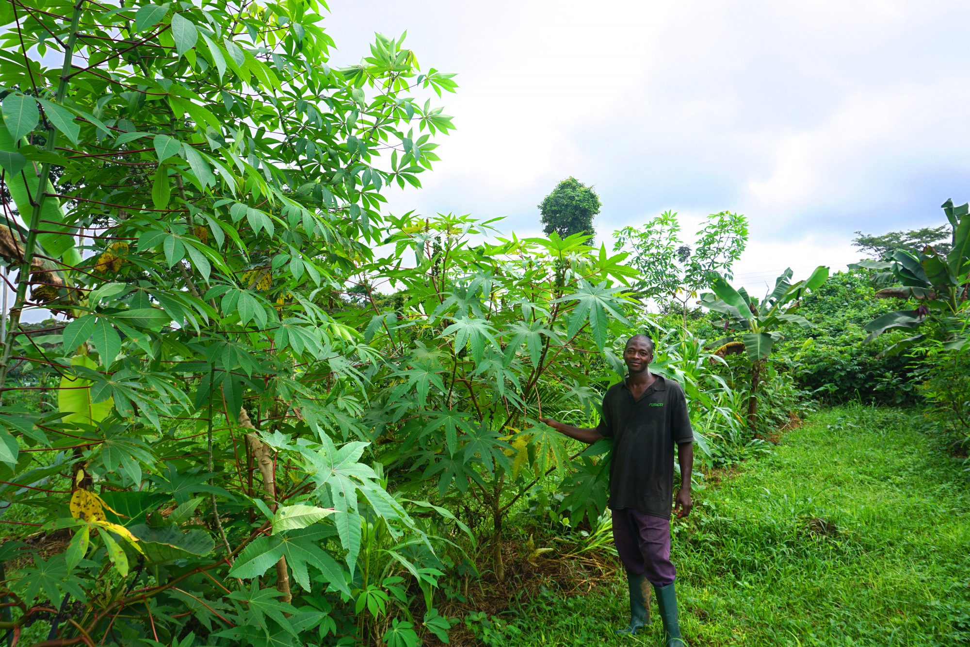 Dr. Bronner’s Transforms Farmland in Ghana With Dynamic Agroforestry