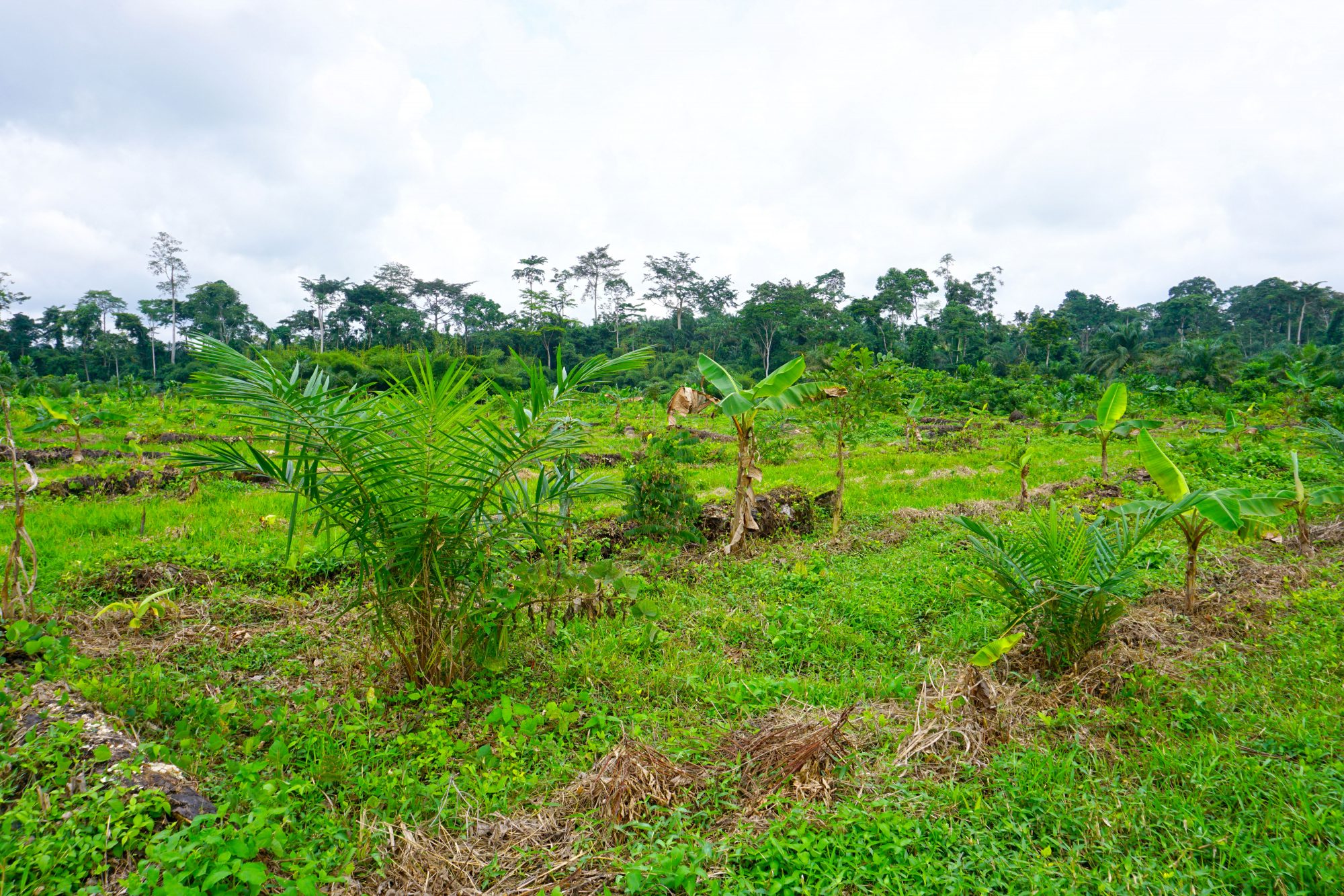 Dr. Bronner’s Transforms Farmland in Ghana With Dynamic Agroforestry