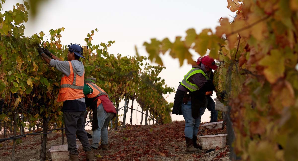 Grape picking in Santa Maria, California