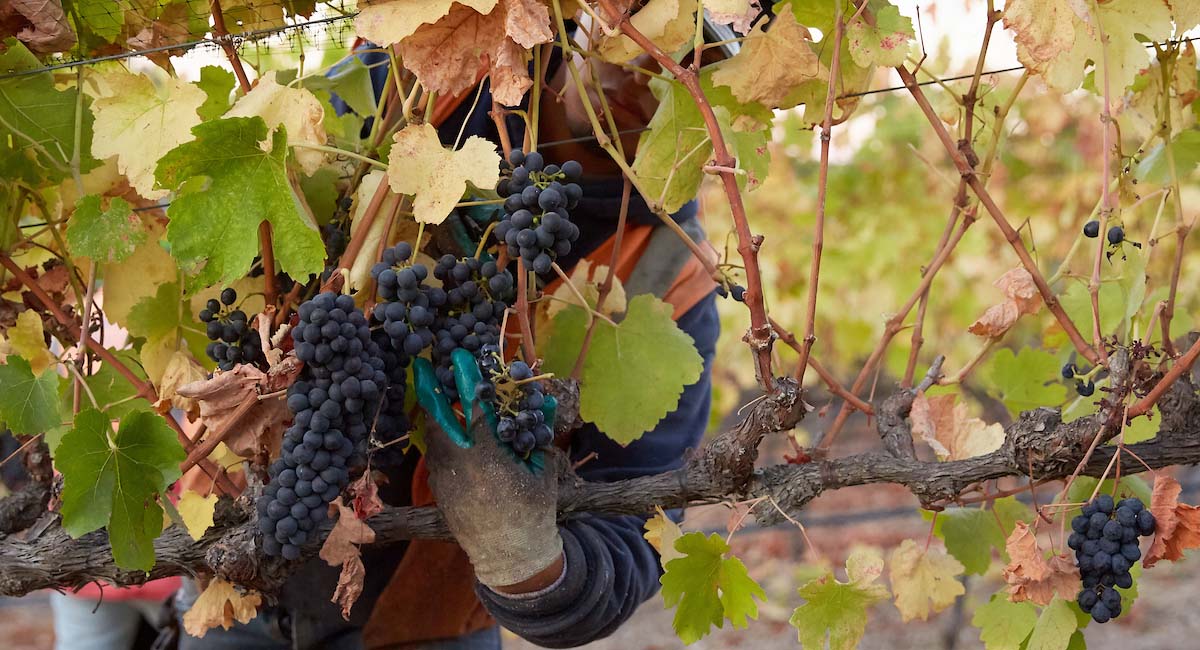 Harvesting grapes on a Biodynamic farm