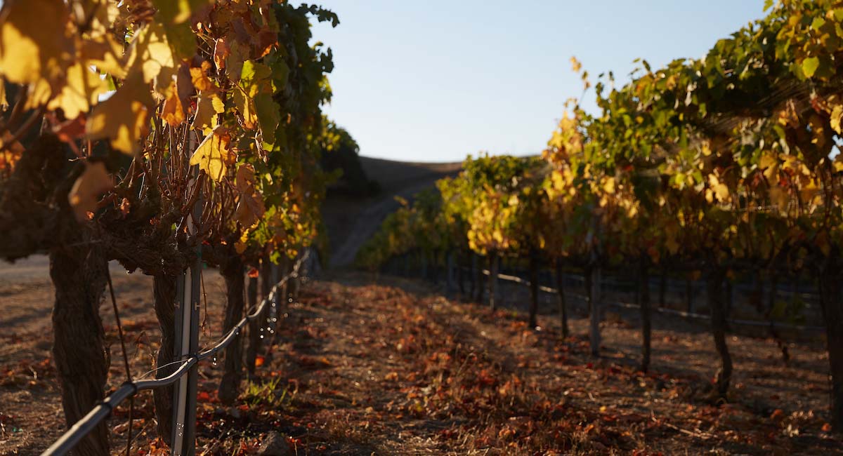 Grape vines at sunrise