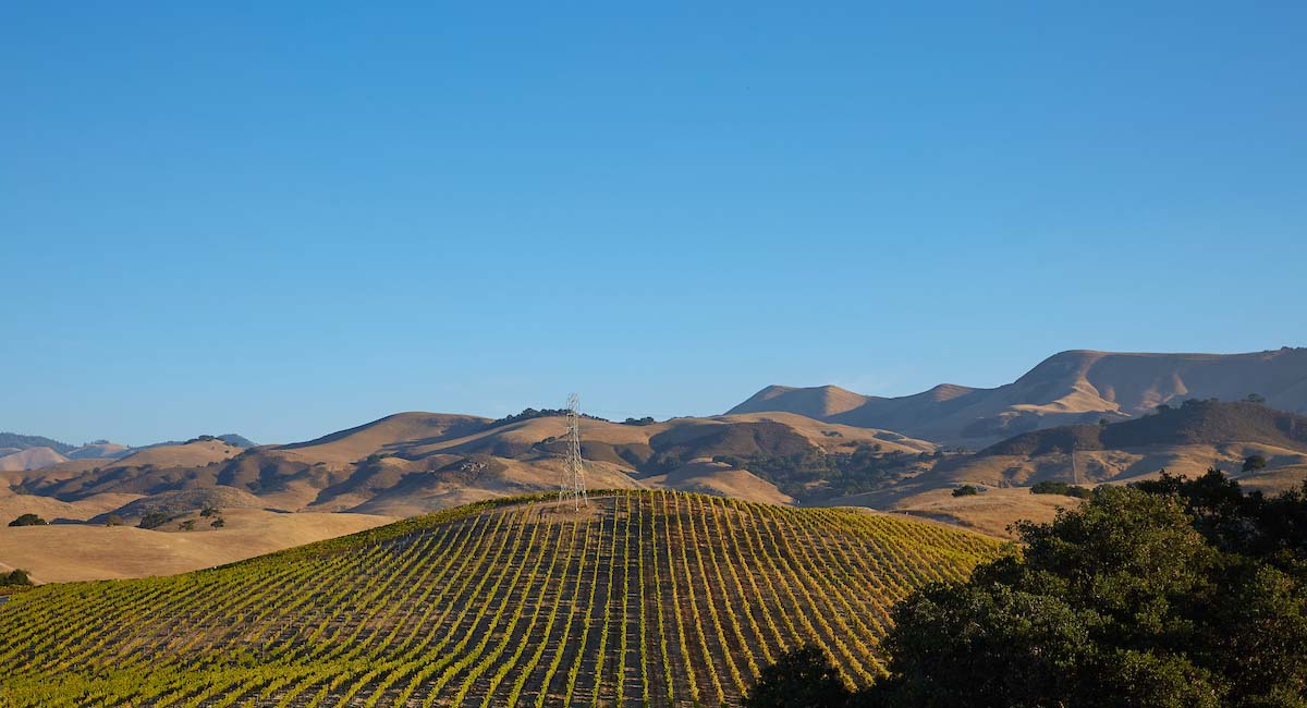 Vineyards in Santa Maria, California