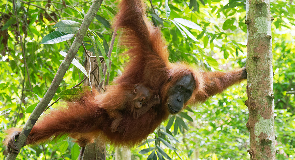 Orangutan in Borneo