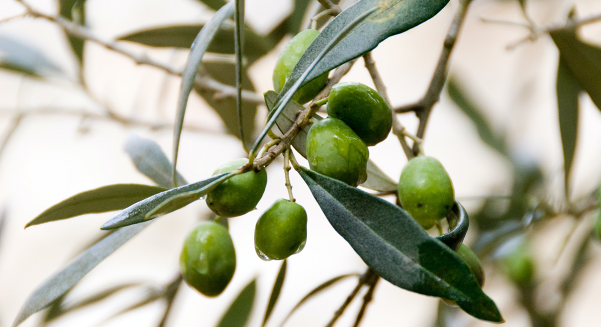 what is olive oil